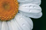 Droplets On A Daisy_00852-5